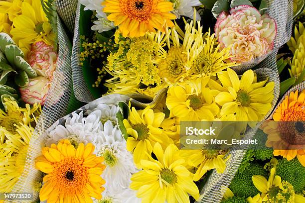Żółte I Pomarańczowe Kwiaty W Przedział - zdjęcia stockowe i więcej obrazów Bez ludzi - Bez ludzi, Bliskie zbliżenie, Botanika