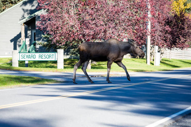istock Moose gracefully crossing the road, Alaska 1479735358