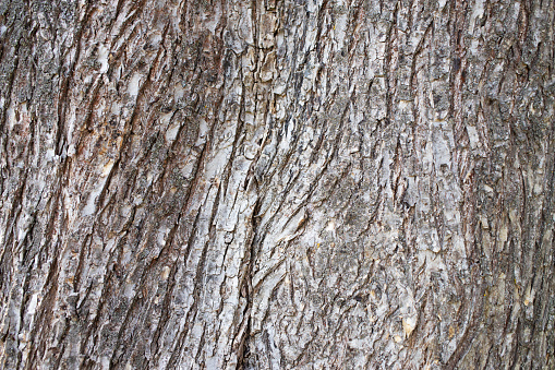 Old wood tree texture background pattern. image of bark with moss