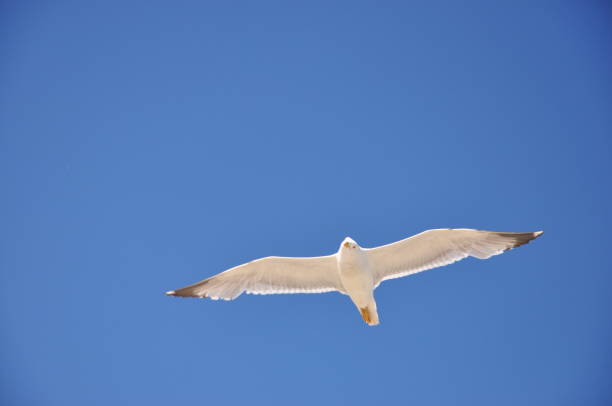 libertad gaviota blanca volando vista inferior desde la tierra - above the cloud sea fotografías e imágenes de stock