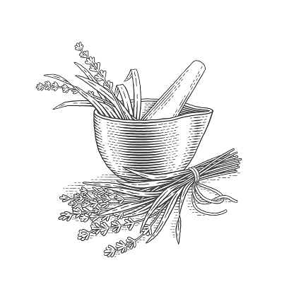 Bouquet of lavender flowers, pestle and mortar. Hand drawn engraving style illustrations.