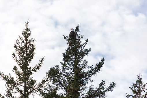 A majestic bald eagle perches confidently in a bare tree