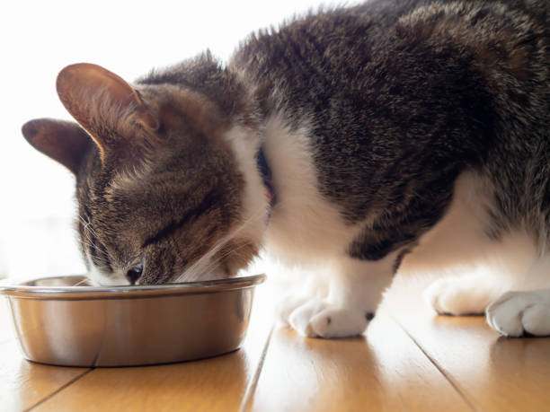 istock Cat eating from bowl on floor indoors 1479736510
