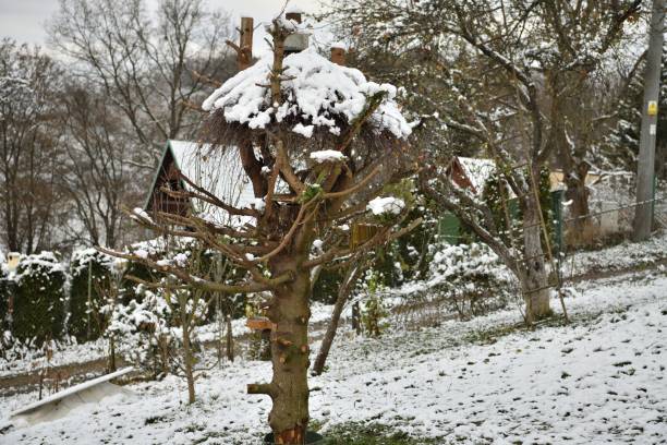 istock Decorative feeder for wild birds from tree branches covered with snow in front of the house 1479737038