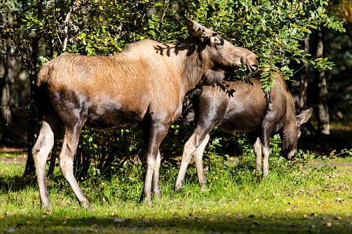 Closeup of a large male moose buck standing in a forest on Kamchatka