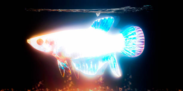 istock holographic fish isolated on black 1479741972