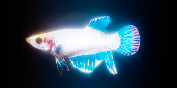 istock holographic fish isolated on black 1479741990