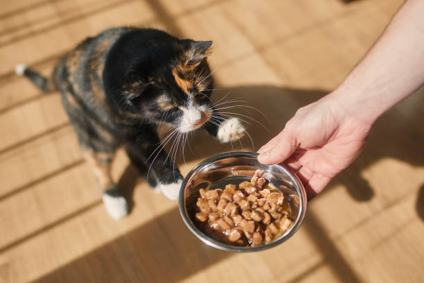 istock Man giving feeding his hungry cat 1479742347