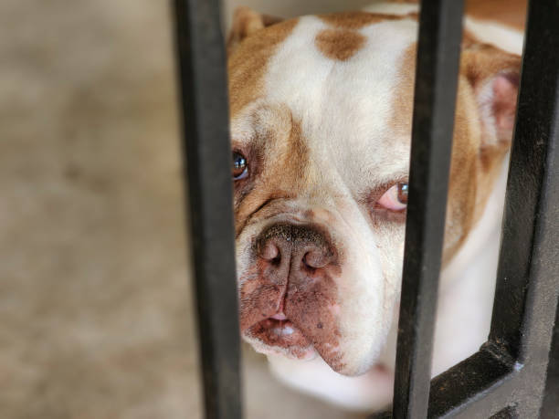 istock English Bulldog.  Waiting behind the gate. 1479742985