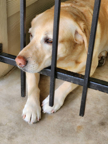 A service dog in Florida