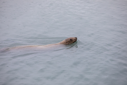 Stellars sea lions in the water in Alaska