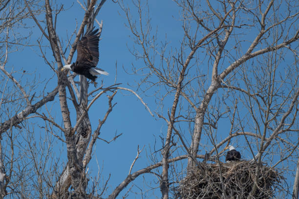 istock Bald Eagle taking flight from tree on the Montana prairie, USA 1479744148
