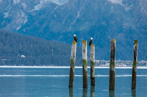 Bald Eagles outside of Ketchikan Alaska