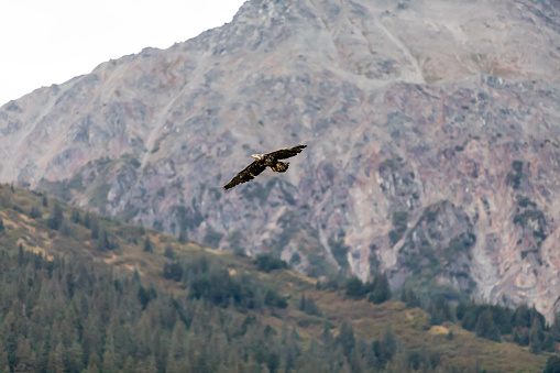 American Bald Eagle With Majestic Grand Tetons Mountains.  The Eagle descends toward treetops in the foreground with amazing mountains in the background. It's hard to find a more breathtaking, American scenic.
