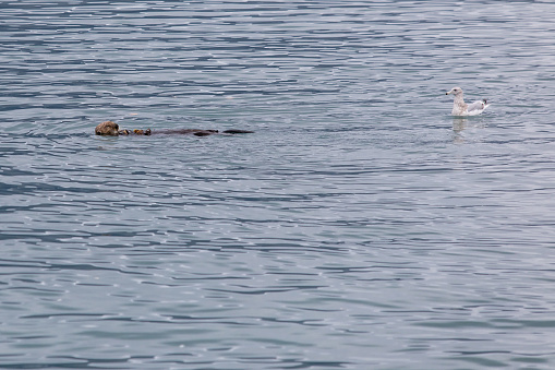 A sea otter feeds on salmon as gulls lurk nearby