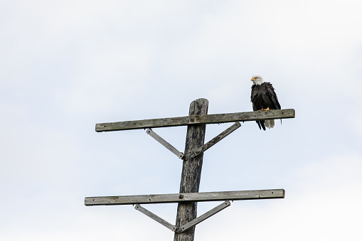 Bald eagle perching on wooden pole