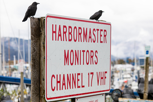 Crows are standing on a sign in the city harbor.