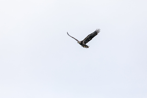 Bald Eagle Juvenile soaring in the sky Haliaeetus leucocephalus Alaska