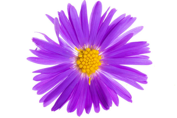 istock perennial chrysanthemum isolated 1479747185