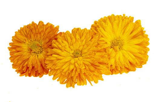 chrysanthemum isolated on white background