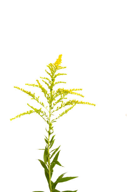 solidago canadensis Goldenrod flower branch on white