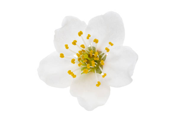 cherry flower isolated stock photo