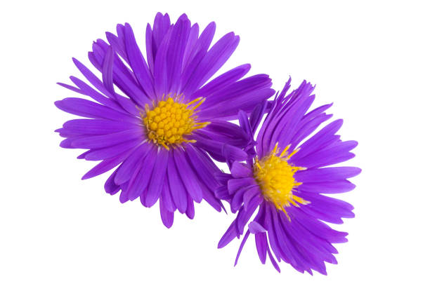 istock perennial chrysanthemum isolated 1479748549
