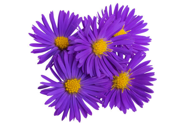 istock perennial chrysanthemum isolated 1479749067