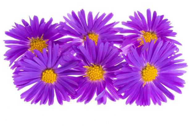 perennial chrysanthemum isolated on white background