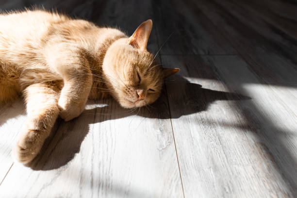 istock domestic cat basking in the sun lying on the floor. 1479749270
