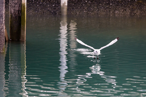 Single seagull flying over sea waters