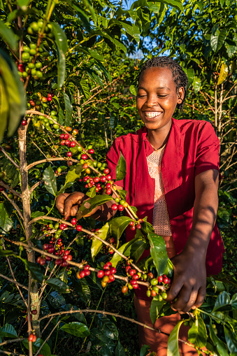 Young African woman collecting coffee berries from a coffee plant, Ethiopia, Africa. There are several species of Coffea - the coffee plant. The finest quality of Coffea being Arabica, which originated in the highlands of Ethiopia. Arabica represents almost 60% of the world’s coffee production..