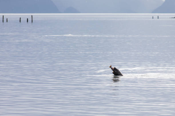 istock Sea lion fishing salmon 1479750186