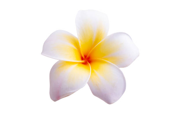 istock plumeria flowers isolated 1479750733