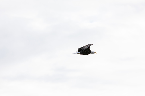 Bald Eagles flying for nest restoration