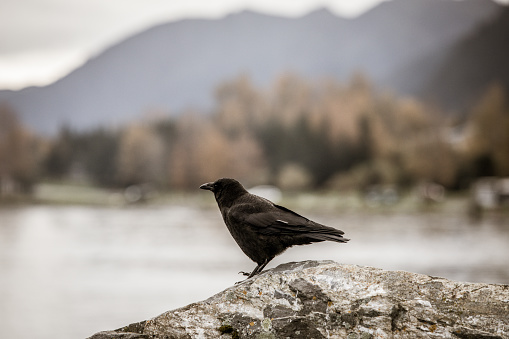 Beautiful black crow standing on a rock