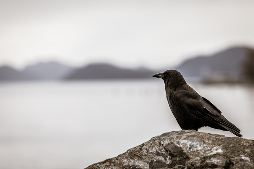 Beautiful black crow standing on a rock