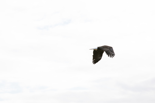 Bald Eagles flying for nest restoration