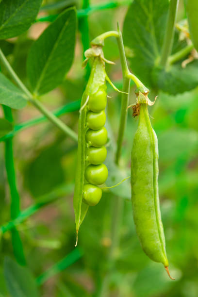 istock green peas growing in the garden 1479751442