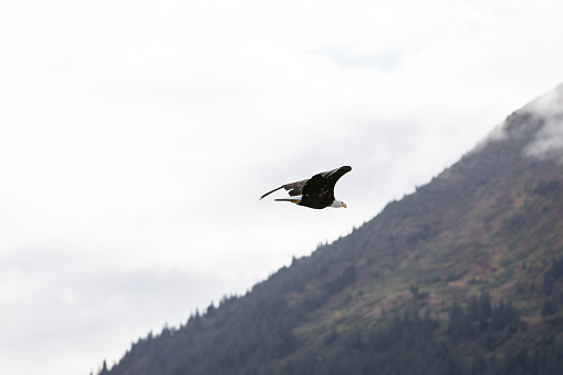 The bald eagle (Haliaeetus leucocephalus) is a bird of prey
