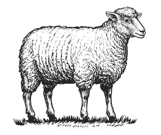 ilustrações de stock, clip art, desenhos animados e ícones de farm sheep standing on grass. hand drawn domestic animal with thick woolly coat. livestock farming, vector illustration - lamb young animal sheep livestock