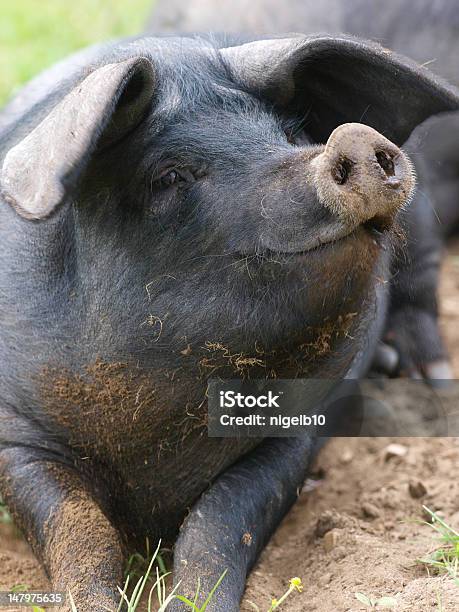 Smiling Pig Stock Photo - Download Image Now - Animal, Black Color, Cute