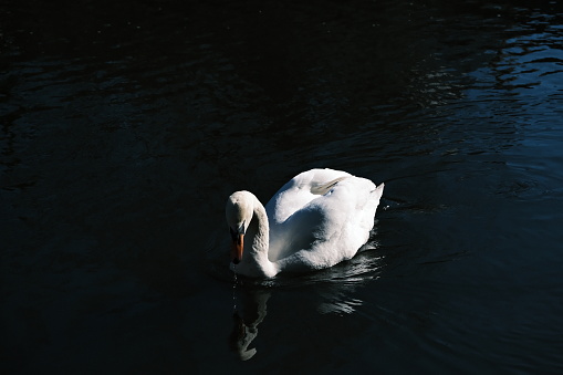 Portrait of a mute swan, an introduced species in North America, on a coastal pond in Connecticut, in winter light. In England and Wales, the monarch owns all mute swans.