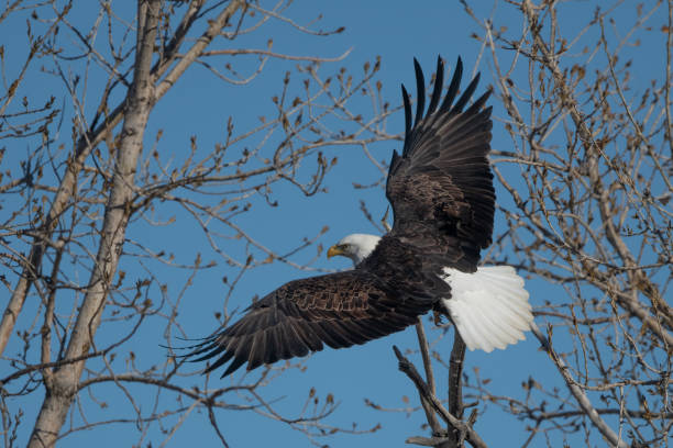 istock Bald Eagle taking flight from tree on the Montana prairie, USA 1479761317