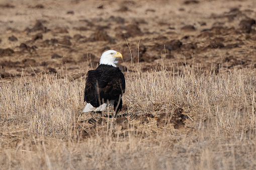 Bald Eagle lands in cow pasture to avoid extremely strong wind at nest in Montana, USA.