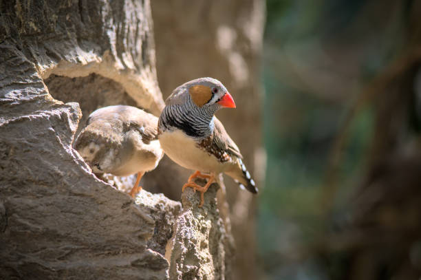 Zebra finches birds are sitting .A small birds  in a Canary Island. Beauty in nature.