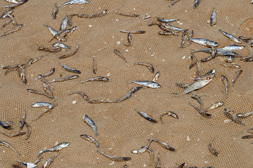 Small fishes are kept in fishing net for preparation of dried fish during summer season in Marina beach at Chennai, Tamilnadu.