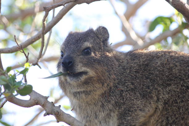 Rock hyrax Dassie in the tree tree hyrax stock pictures, royalty-free photos & images