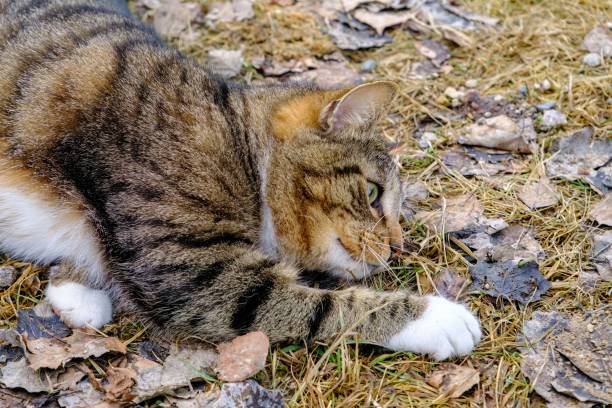 istock A nice, friendly country cat. Animal theme 1479763629
