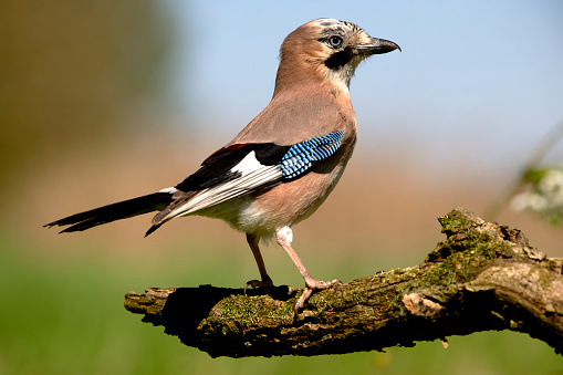 Eurasian Jay (Garrulus glandarius)